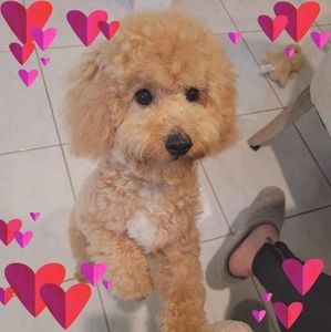 Meet your Posher, Mey